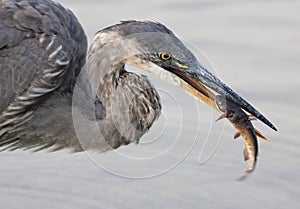 A Great Blue Heron closeup with a big freshly caught catfish in its beak in Ottawa, Canada
