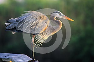 Great Blue Heron