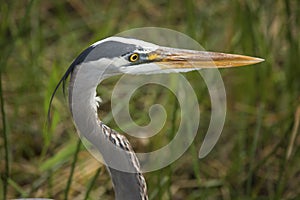 Great blue heron closeup in Florida`s Everglades National Park.