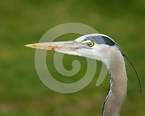 Great Blue Heron Closeup