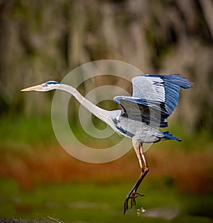 Great Blue heron comes in for a landing in Myakka Park