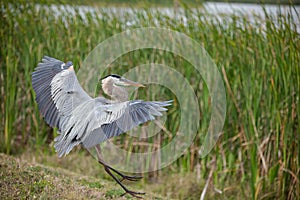 Great blue heron comes in for a landing on a sunny day