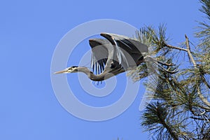 Great Blue Heron coming off a tree.