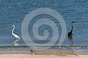 Great Blue Heron and Common Egret wading near concret boat ramp