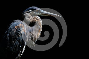 Great Blue Heron Contrast