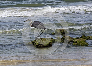 Great Blue Heron on a Coquina Rock on the Beach