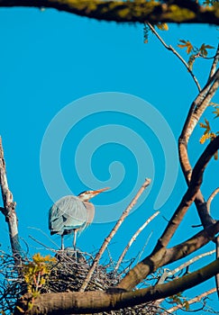 Great blue heron couple netting