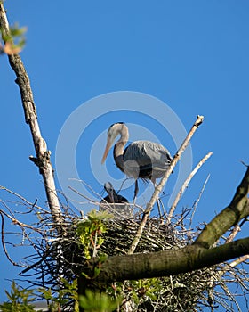 Great blue heron couple netting