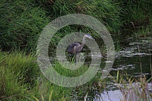 A great blue heron with dark coloration standing in a pond of water