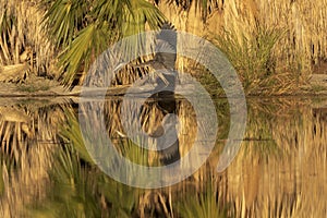 Great Blue Heron at a desert oasis in Arizona