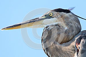 Great Blue Heron Destin Florida