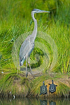 Great Blue Heron with Diamondback Terrapins