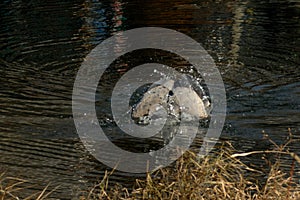 Great Blue Heron Diving Into Daily Life Image two in sequence