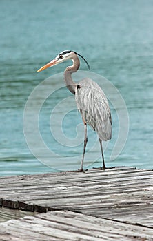Great Blue Heron on a dock