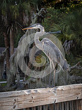 Great Blue Heron on The Dock