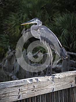 Great Blue Heron on The Dock