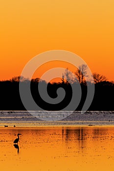 Great Blue Heron with ducks in the background standing in flooded rice field used as hunting ground during duck season at the Bald