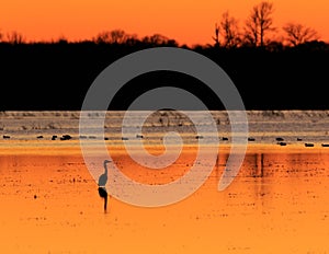 Great Blue Heron with ducks in the background standing in flooded rice field used as hunting ground during duck season at the Bald