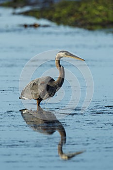 Great blue heron in early morning light.