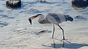 Great blue heron eating a blenny