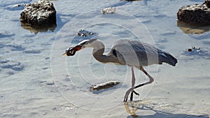 Great blue heron eating a blenny