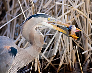 Great Blue Heron eating fish