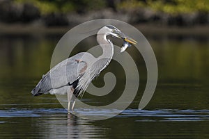 Great Blue Heron eating a fish - Pinellas County, Florida