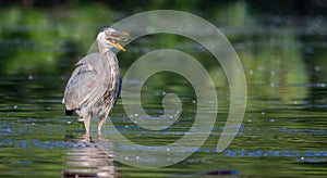 Great Blue Heron eating a fish in soft focus