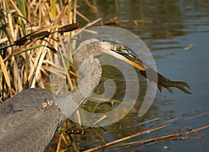 Great blue heron eating fresh fish