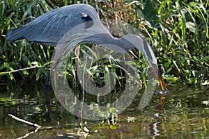 Great Blue Heron eating large fish