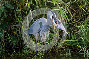 Great Blue Heron eating large fish