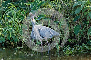 Great Blue Heron eating large fish