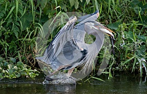 Great Blue Heron eating large whole fish