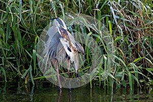 Great Blue Heron eating large whole fish