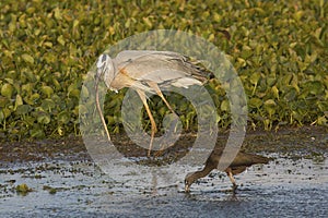 Great blue heron eating a snake at Orlando Wetlands Park.