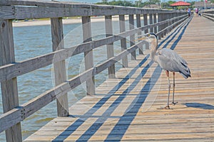 A Great Blue Heron eats a fish on the fishing pier at Gulf Port, Harrison County Mississippi, Gulf of Mexico USA