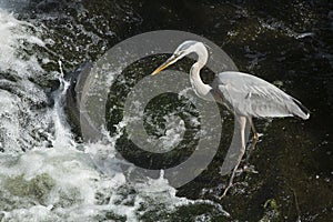 Great blue heron encounters a big carp at a waterfall