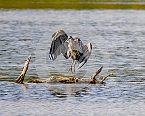 Great Blue Heron ends his grooming and prepares to fly off