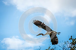 A Great Blue Heron in Everglades National Park, Florida