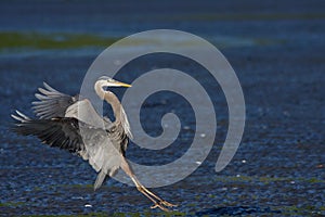 Great Blue Heron extends its legs to touch down on tidal mud flats in morning sun at Witty`s Lagoon