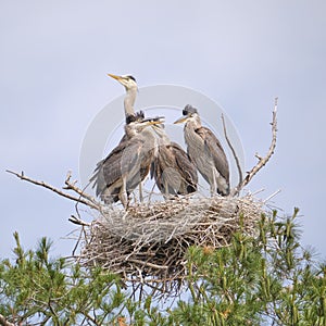 Great Blue Heron Family