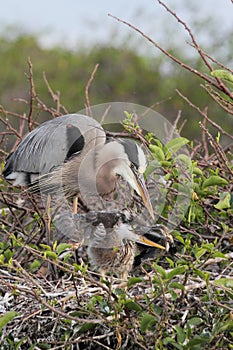 Great Blue Heron Feeding Babies