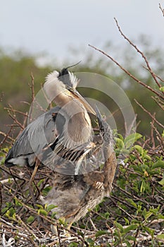 Great Blue Heron Feeding Babies