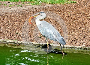 Great Blue Heron Feeding on a Fish in a Pond in a Park