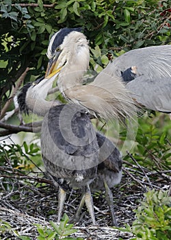 Great Blue Heron feeding its chick at the nest - Venice, Florida