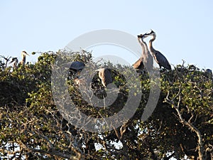 Great Blue Heron Feeding Young in Tree Top