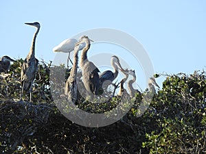 Great Blue Heron Feeding Young in Tree Top