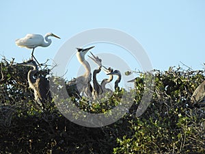 Great Blue Heron Feeding Young in Tree Top