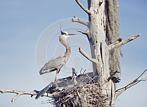 Great Blue Heron feeds its young one on florida gar