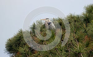 Great Blue Heron in a fir tree